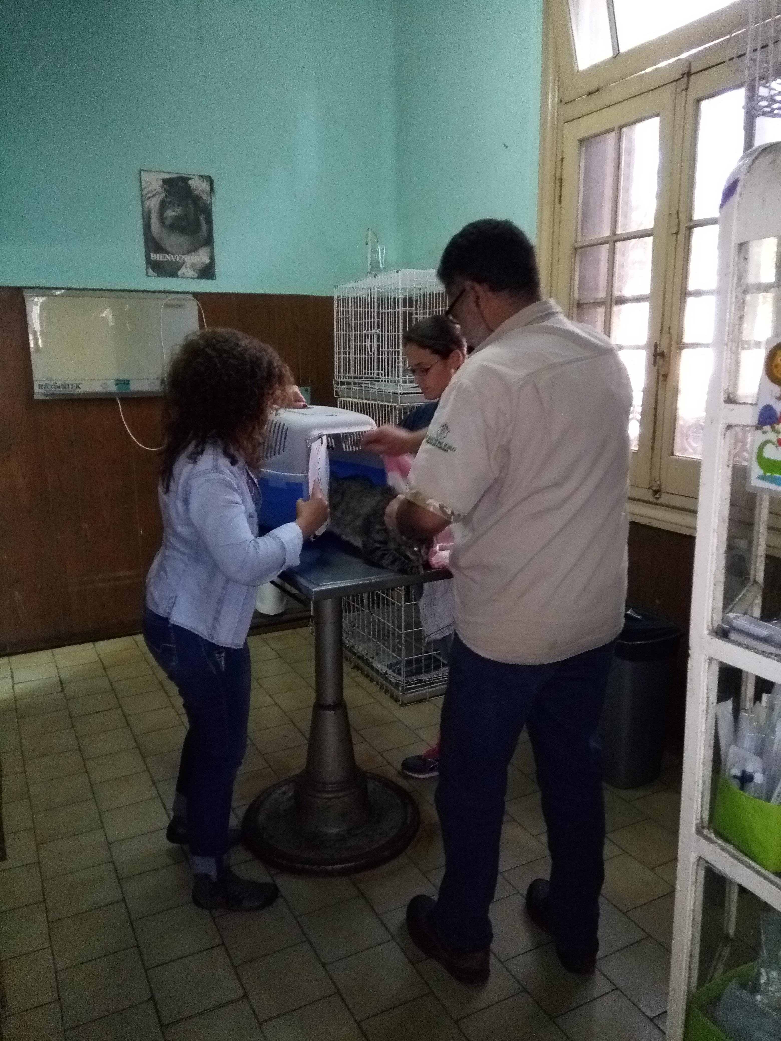A student working with animals in Argentina assists a vet at a local clinic. A local vet is assisted at a clinic by a Projects Abroad volunteer working with animals in Argentina.